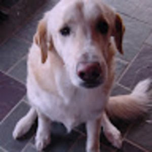 Meet your Posher, George